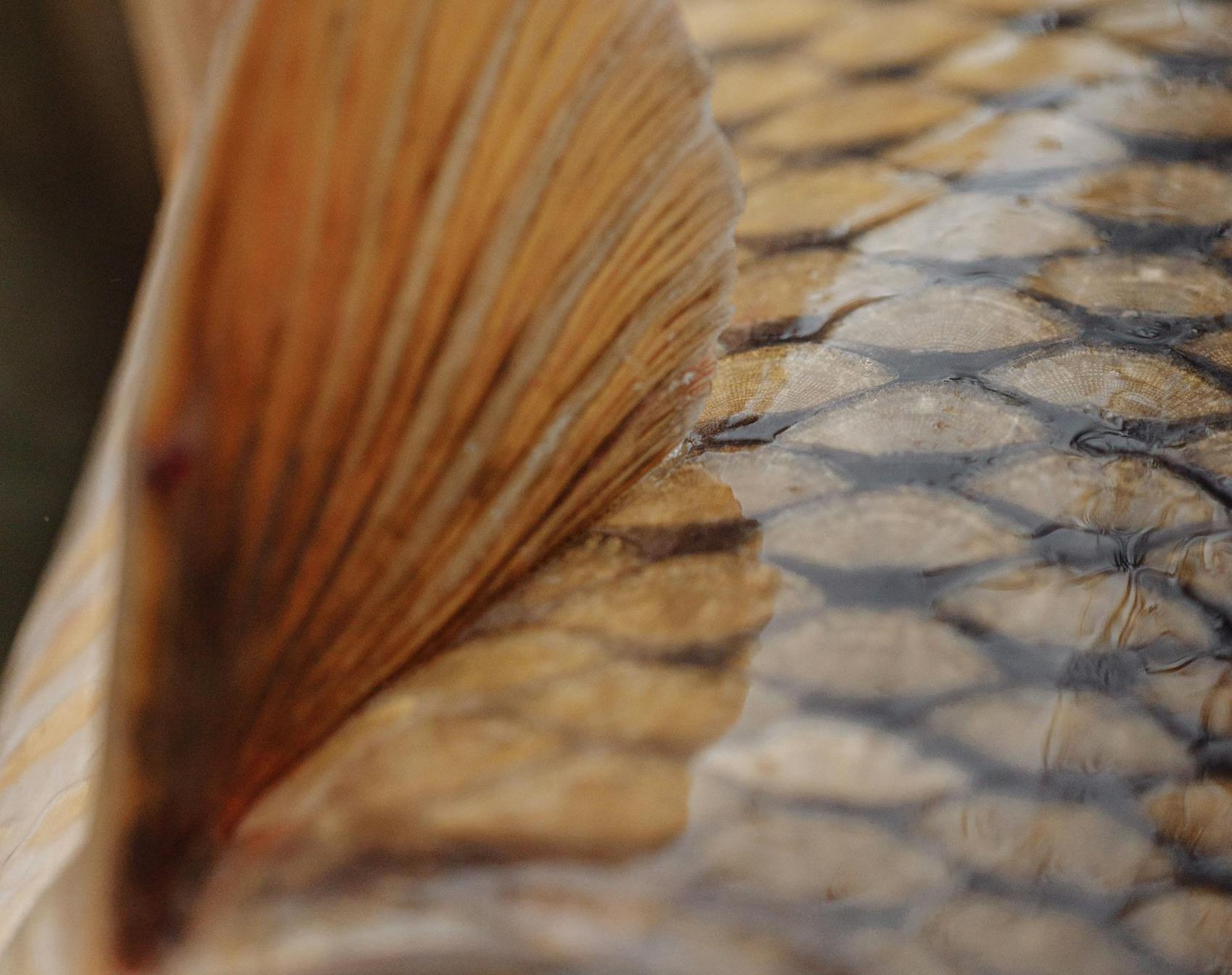 Detailed close-up of a carp fish showing its textured scales and prominent fin.